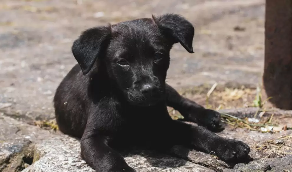 Perro negro.