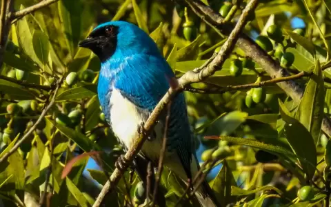 Macho de tangara golondrina.