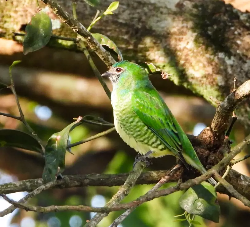 Tangara golondrina hembra. Foto: Carlos Ortega.