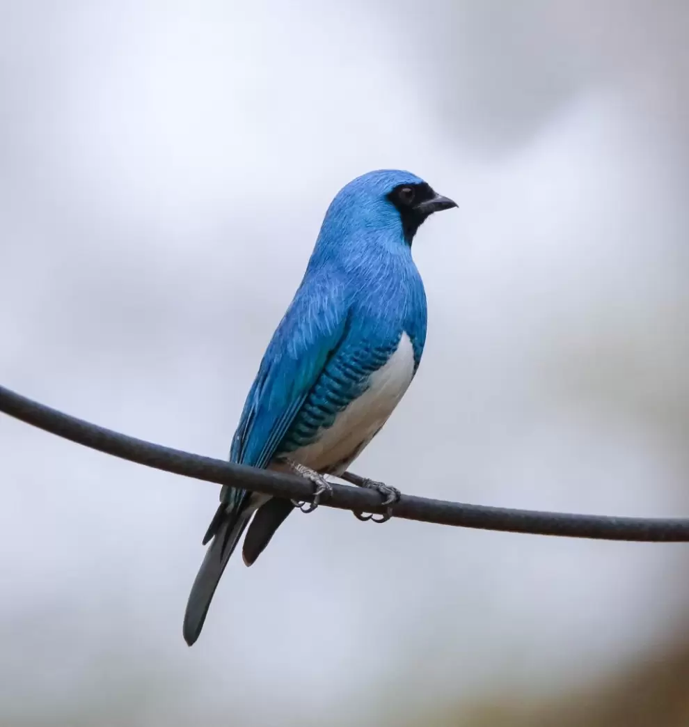 Tangara golondrina macho lateral.