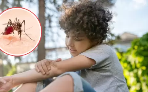 El primer grupo en recibir la vacuna ser� el de ni�os de 6 a 8 a�os, el m�s afectado por el dengue.