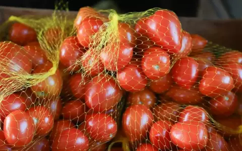 Pol�mica entre productores de tomate y el MAG.