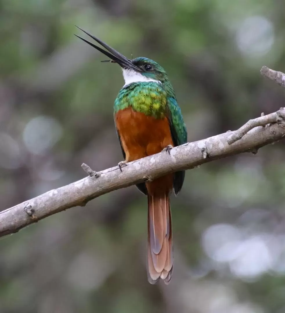 Jacamar ver su pico.