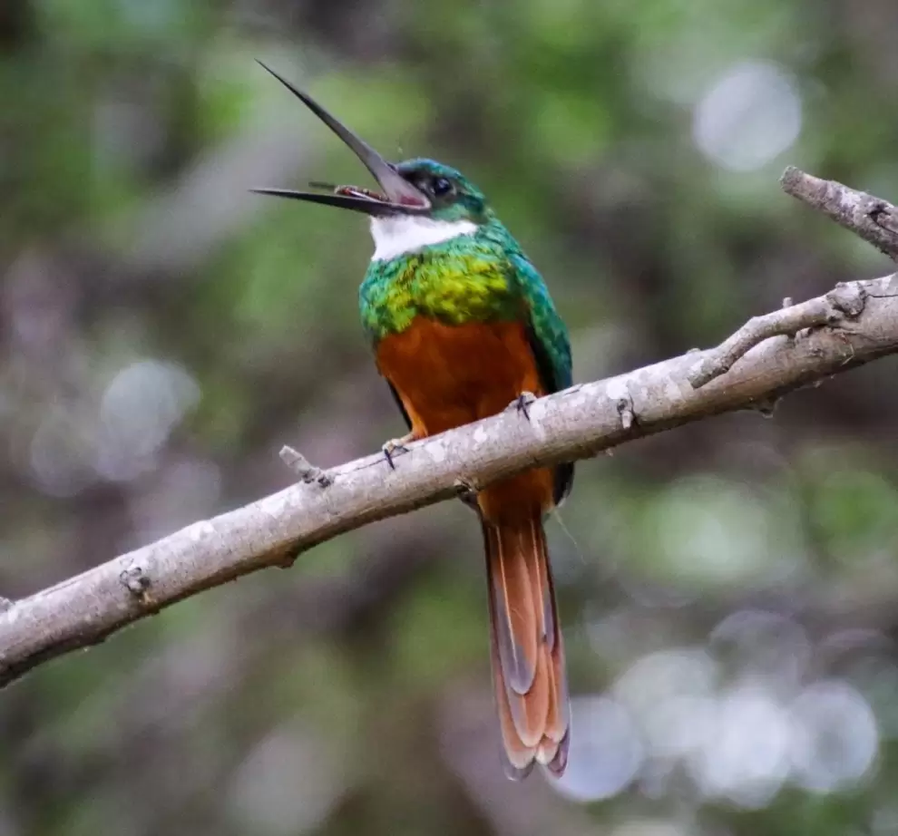 Jacamar con su pico abierto.