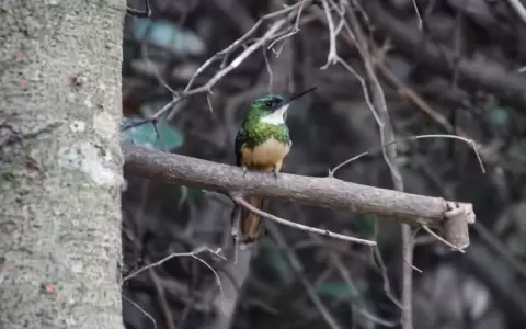 Jacamar.