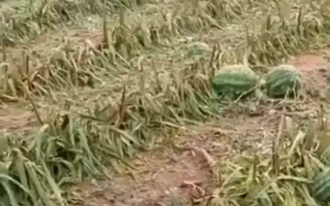 Viviendas y cultivos quedaron destruidos tras la feroz granizada en San Pedro.