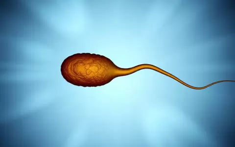 Espermatozoide.