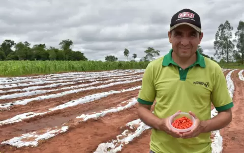 Producci�n de aj� tabasco, un rubro que se consolida como una alternativa productiva rentable.