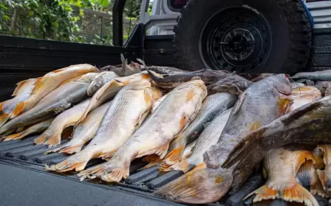 Decomiso de pescados.