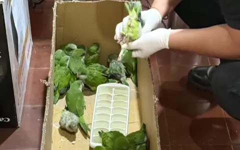 Los pichones de cotorra fueron rescatados con las alas cortadas y signos de estr�s.