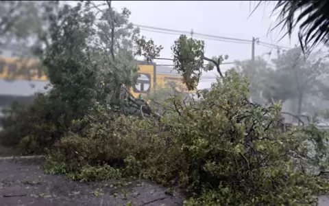 �rboles y techos volaron por la fuerza del viento.