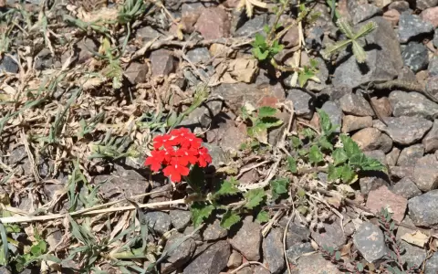 Verbena peruviana.