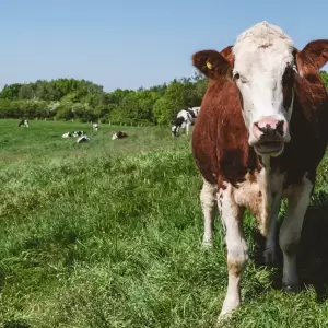 Vaca- producci�n bovina.