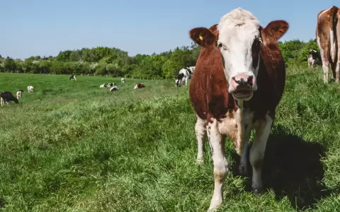 Vaca- producci�n bovina.