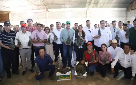 Productores de pi�a.