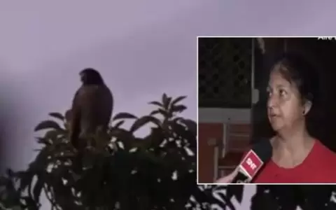Vecinos se�alan el �rbol donde anidaron los taguat�s.