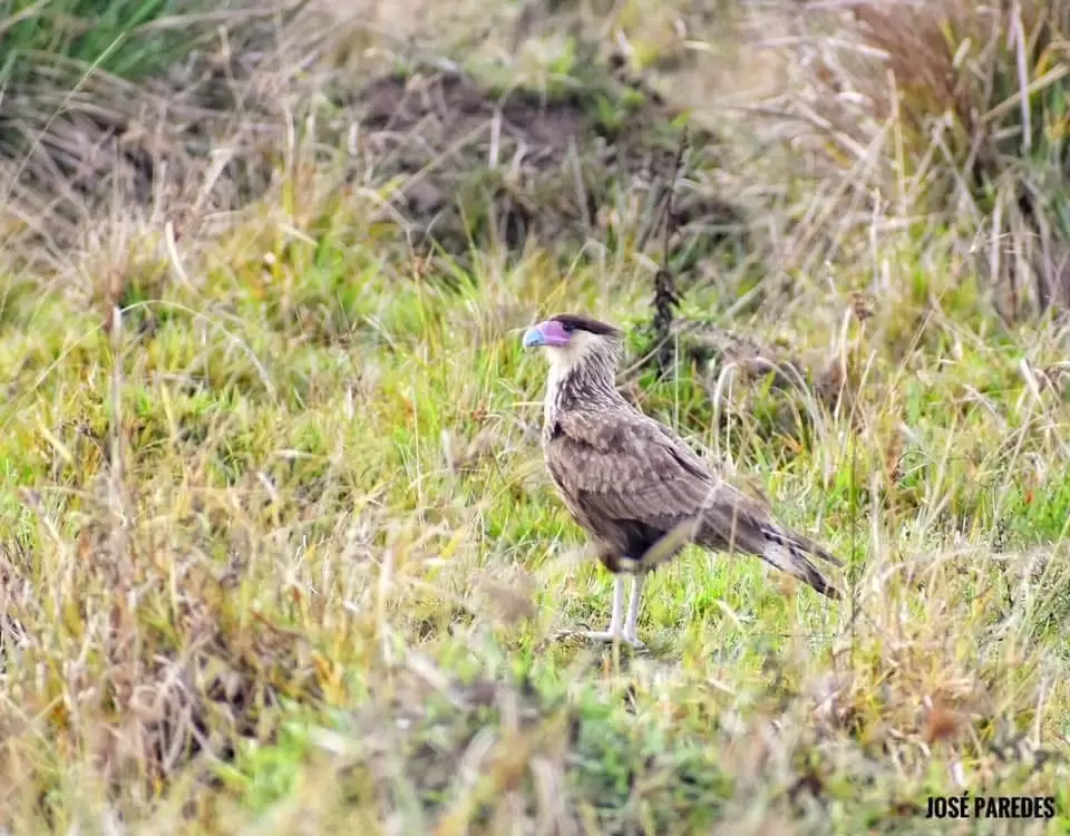 El carancho o caracara por Alberto Yanosky