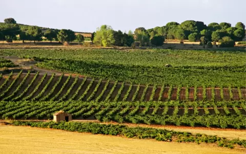 Ruta del Vino Ribera del Duero.