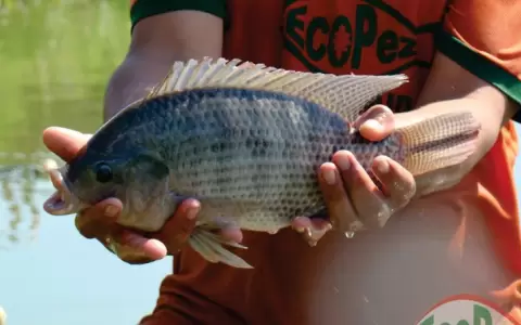 Tilapia