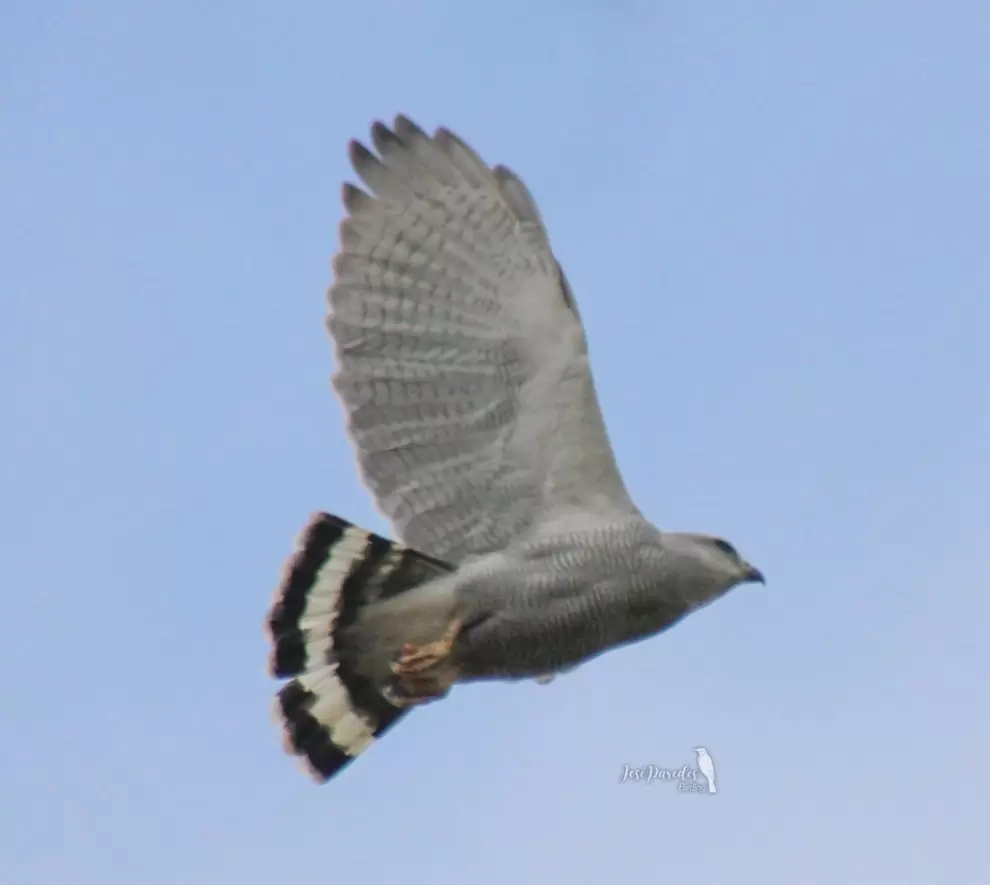 Aguilucho gris en vuelo. Foto: José María Paredes.