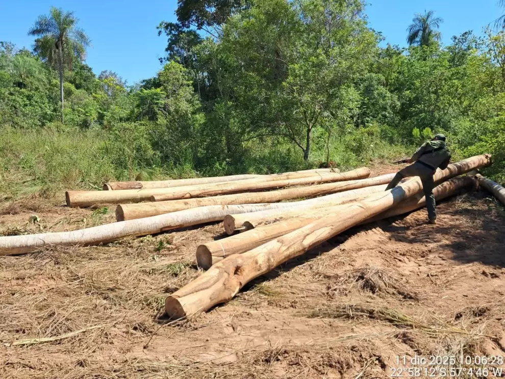 Tala ilegal de �rboles en Alto Paran�.