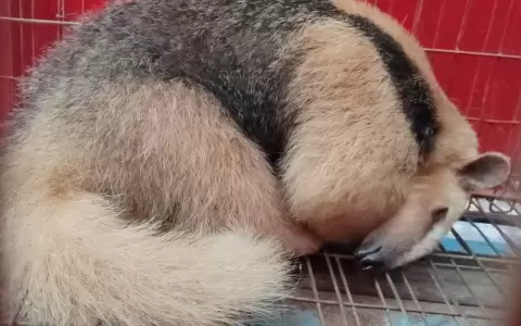 Oso hormiguero rescatado.