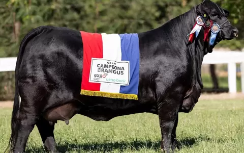 Vaca paraguaya electa como Miss Mundo 2025.