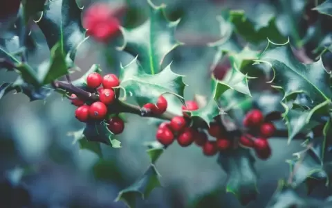 Las 7 plantas naturales que eligen las floristas para lograr una casa espectacular esta Navidad