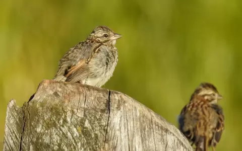 Juveniles posados.