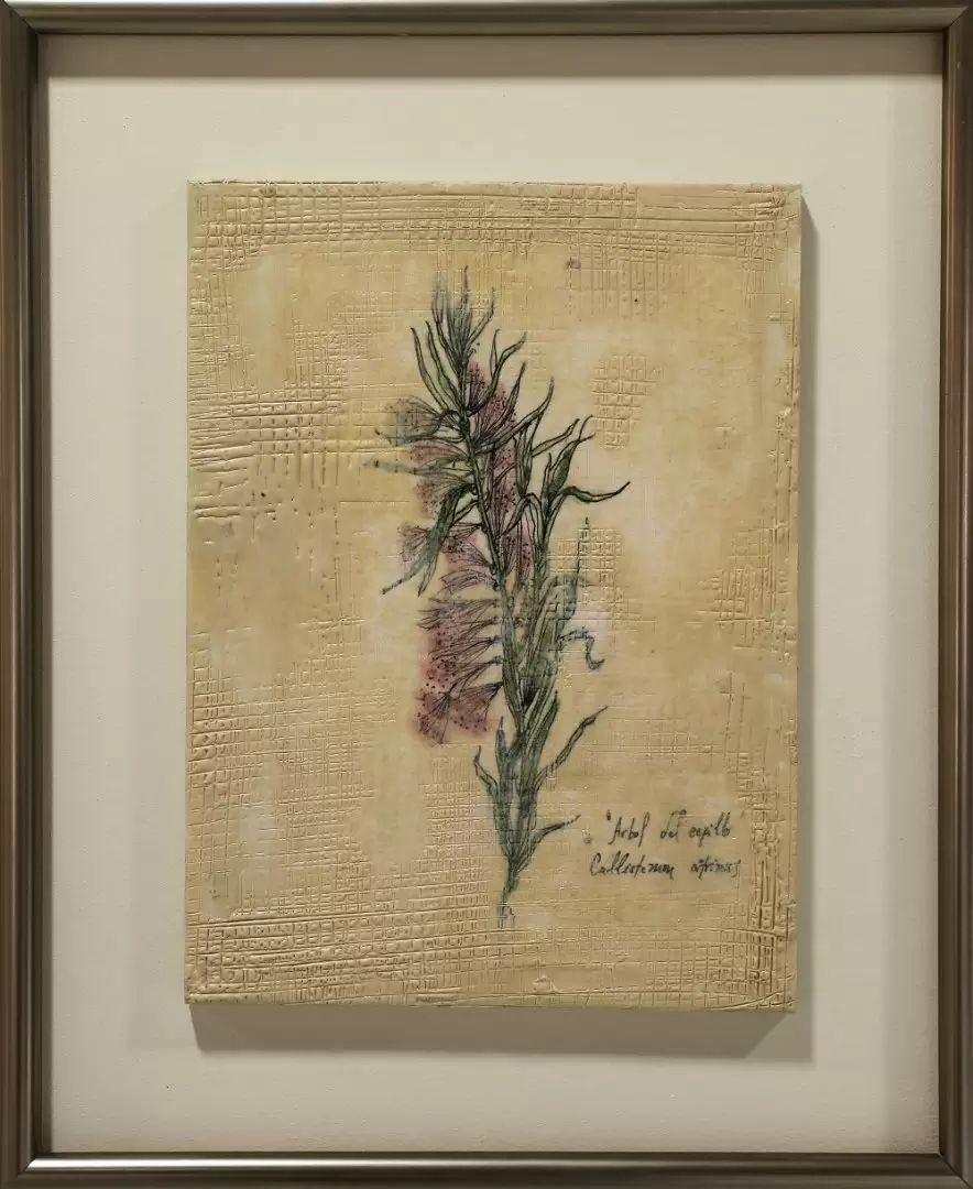 Ver�nica Viedma Paoli, "Arbol del cepillo".Callistemon citrinus. Cortes�a