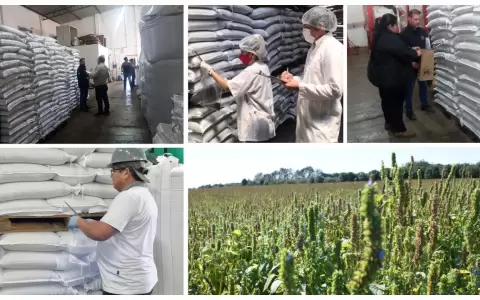 Exportaci�n de ch�a a Jap�n.
