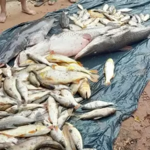 Itapé vuelve a sufrir mortandad masiva de peces tras intensas lluvias y denuncian contaminación recurrente