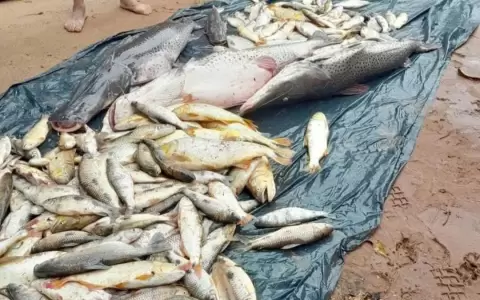 Mortandad de peces: desastre ambiental en el Guair�