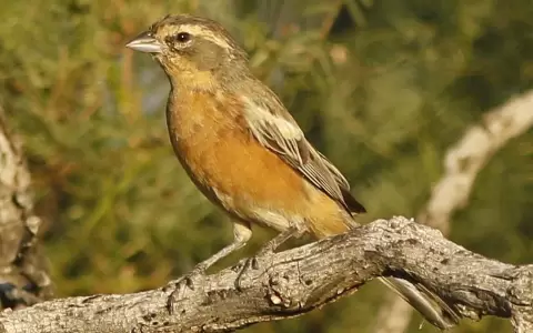 Monterita canela.