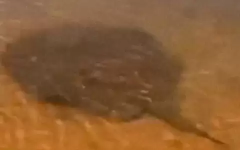 Aumentan picaduras de rayas en las playas de Encarnaci�n.