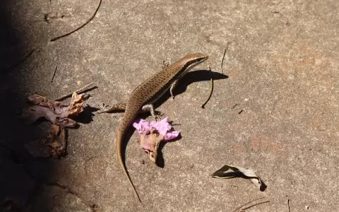 Un notomabuya frenata m�s amarronado.  Foto: Lidia P�rez de Molas.