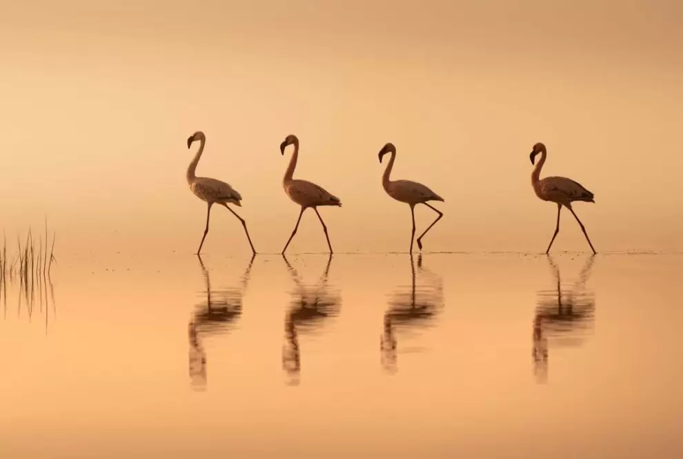 © Ye Qing (China)