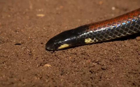 Detalle cabeza apostolepis dimidiata.