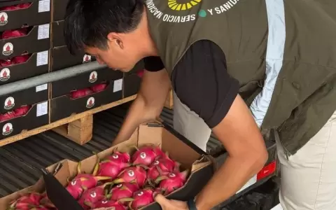 Primera exportaci�n de pitahaya.