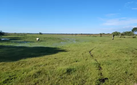 Los humedales proveen alimentos para el ganado y aseguran el agua.