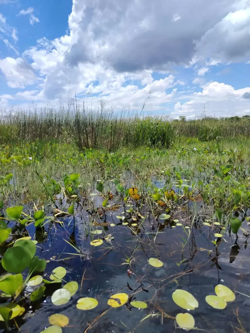 Los humedales albergan una gran variedad de vida - biodiversidad. Foto: Alberto Yanosky.