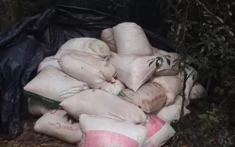 Incautan casi una tonelada de marihuana en Tava'i. Foto: Gentileza.