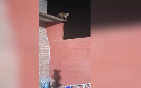 Ataque de mono.