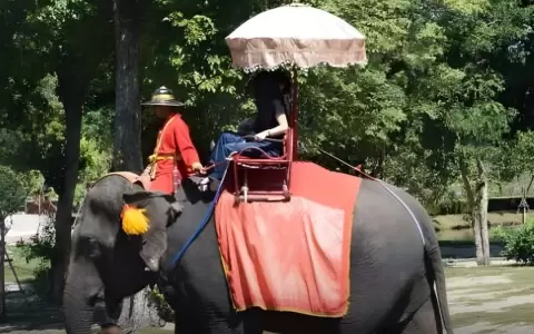 Indonesia puso fin a los paseos en elefantes con una prohibici�n nacional que busca reforzar el bienestar animal y promover un turismo m�s responsable