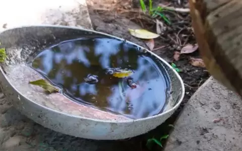 Bebederos de las mascotas se tienen que cambiar constantemente.