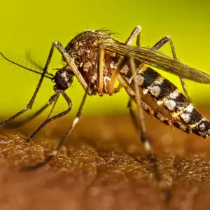 Se registra ligero aumento de casos de dengue en el pa�s