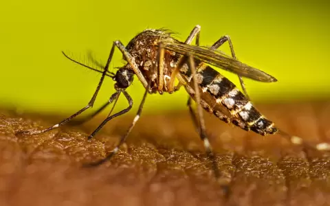 Aedes aegypti.
