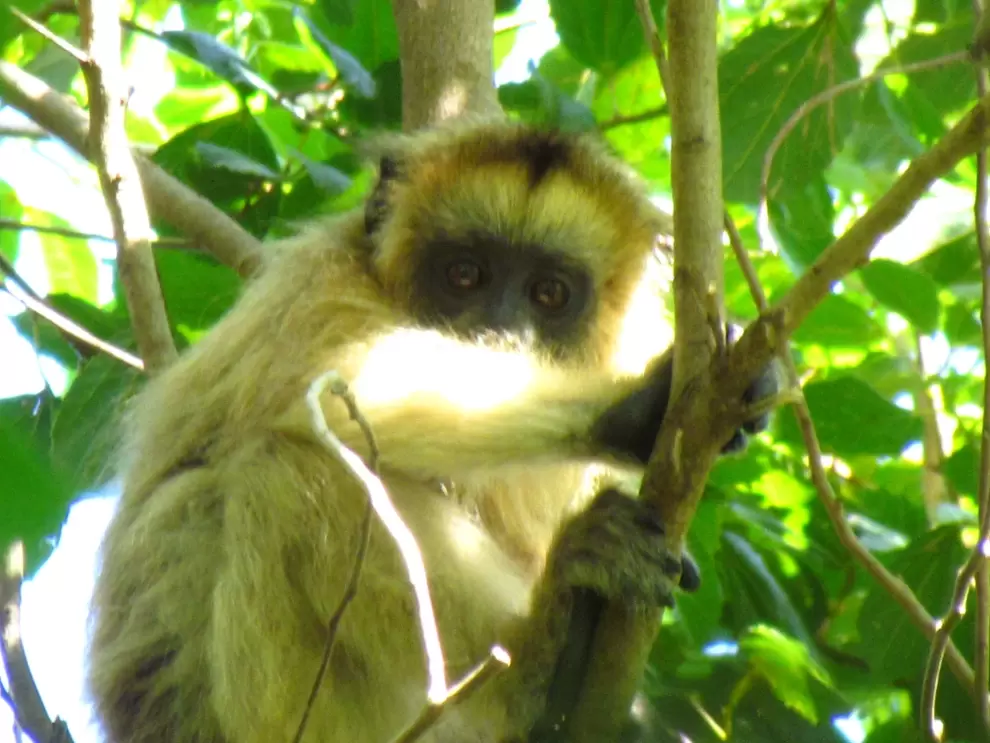 Alouatta caraja.