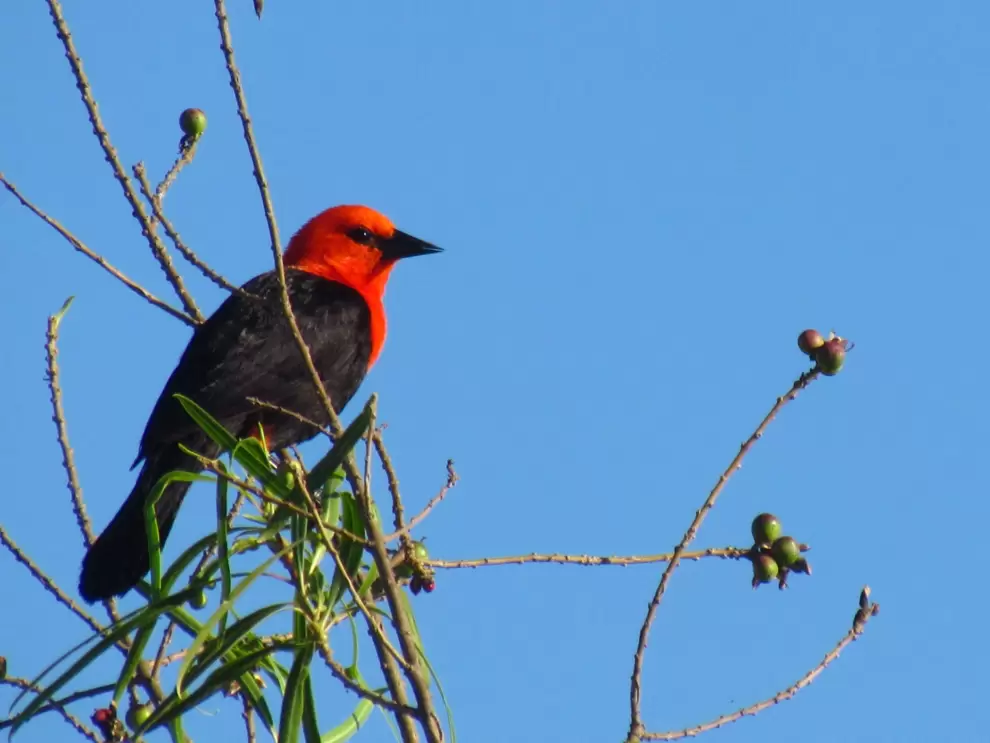Amblyramphus holosericeus. Rebeca Irala