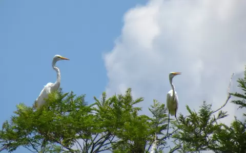 Ardea alba. Rebeca Irala